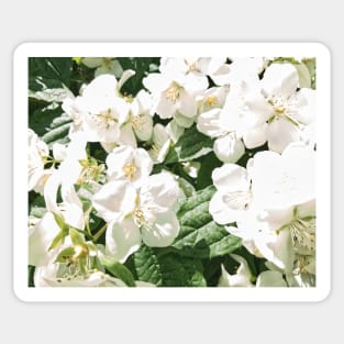 Mock orange flowers Sticker